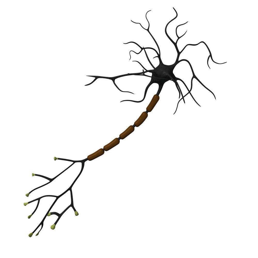 Регенерация нервных клеток