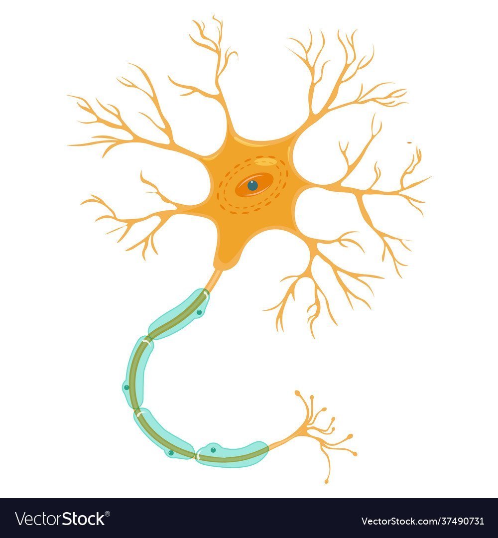 Нервные клетки на белом фоне