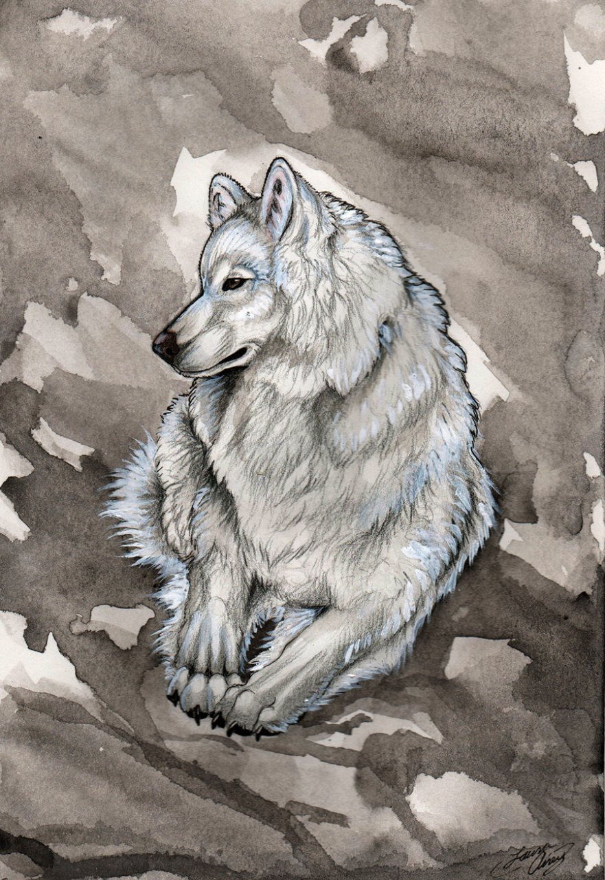 Волк арт карандашом
