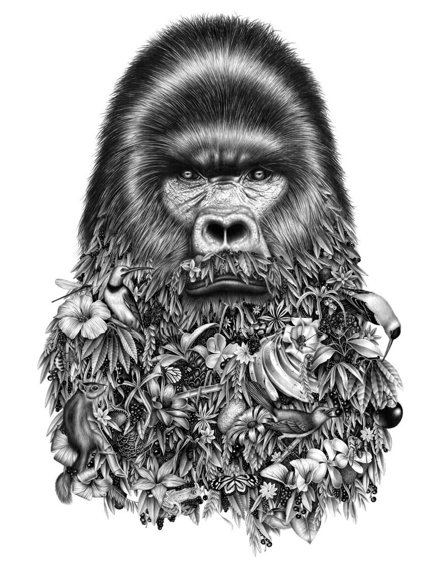 Самец гориллы рисунки