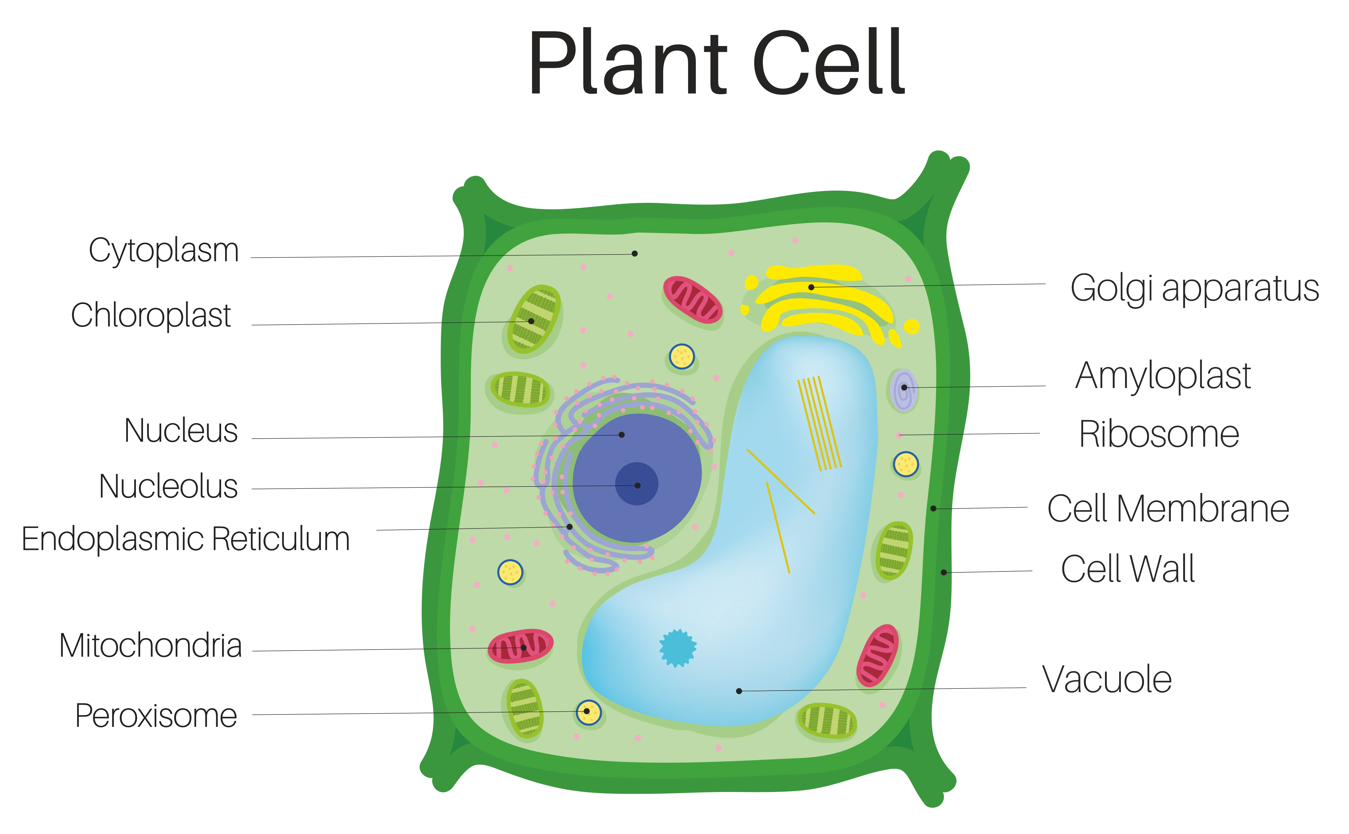 Полость в цитоплазме клетки 7 букв. Мембрана клетки растений. Модель растительной клетки 6 класс биология. Органоиды растительной клетки рисунок. Клетка Plant Cell.