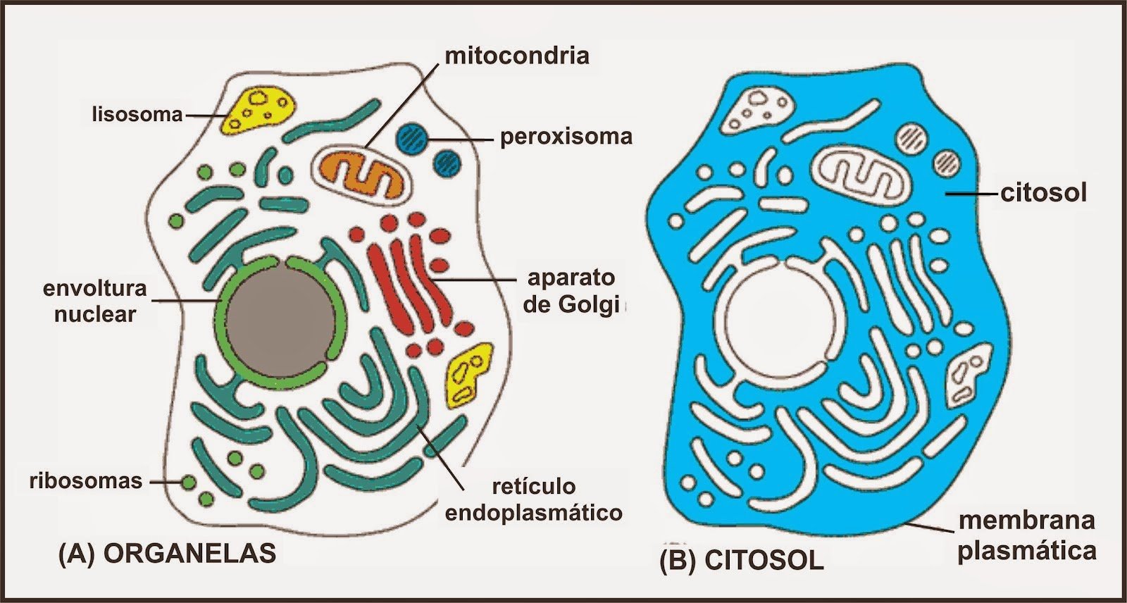 Цитоплазма значение этой структуры в жизнедеятельности клетки