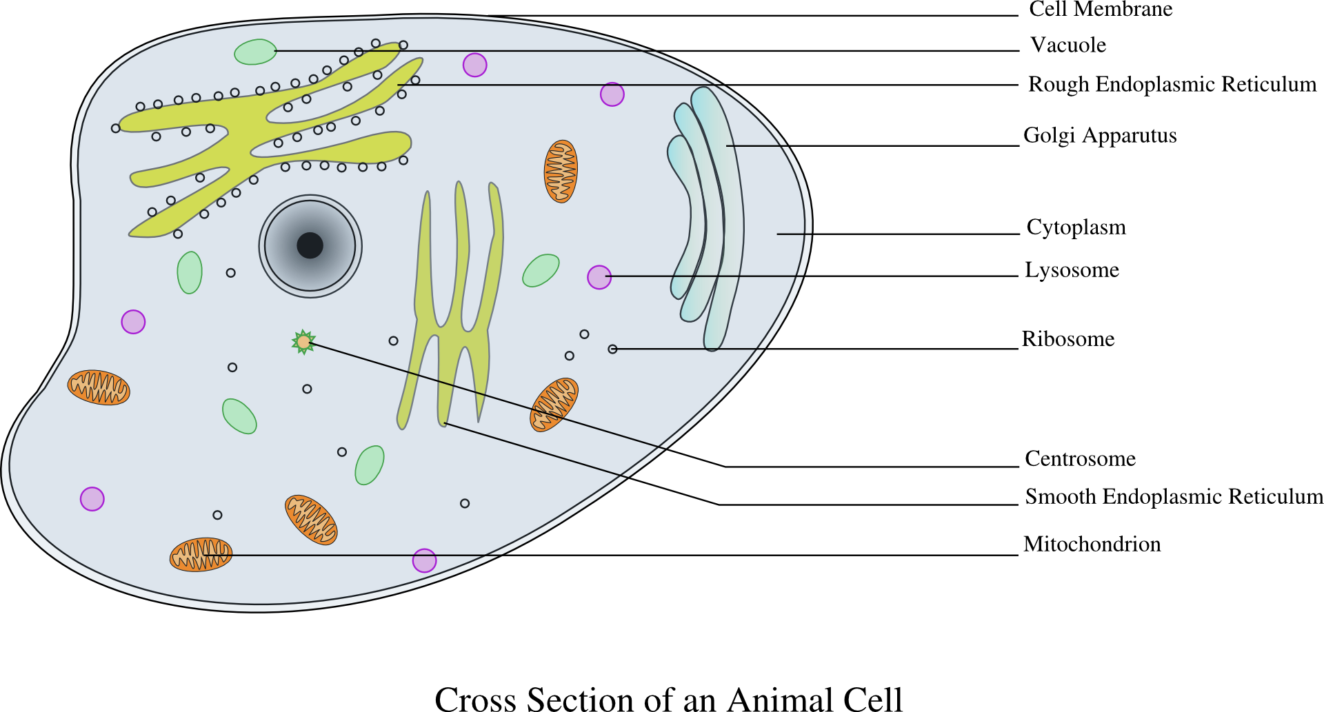 Строение клетки. Изображение клетки. Биологическая клетка. Живая клетка на прозрачном фоне. Полость в цитоплазме клетки 7