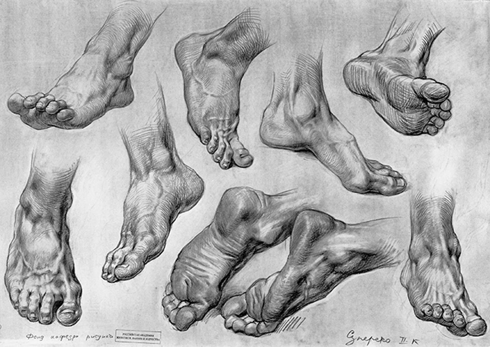 Foot side. Стопа анатомия Хогарт. Готфрид Баммес анатомия ступни и ноги. Стопа референс анатомия. Анатомия стопы референсы.