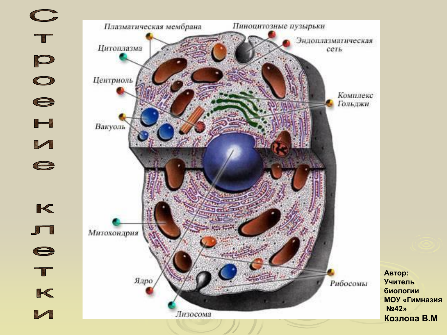 В живой клетке живут. Строение животной клетки эукариот. Строение клетки человека рисунок. Схема строения клетки организма человека. Цитология строение клетки.