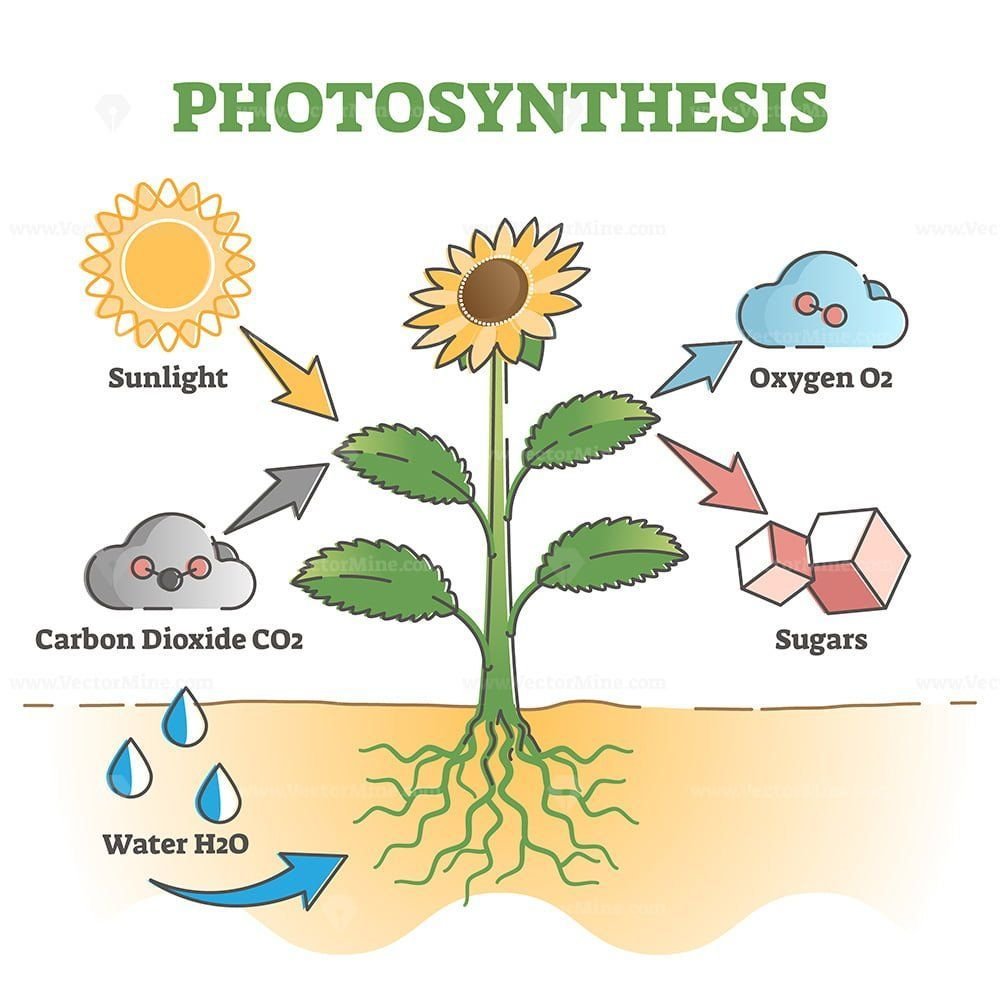 Схема процесса фотосинтеза