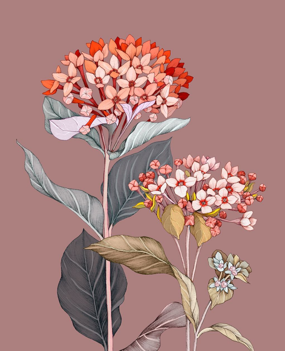 Honeysuckle Botanical illustration
