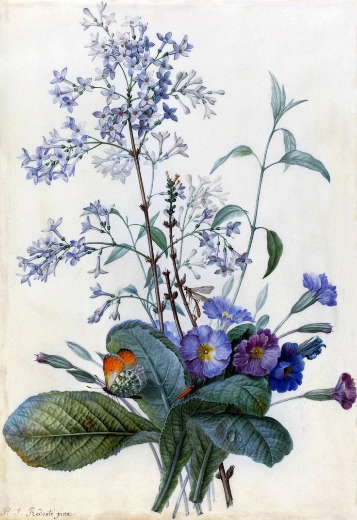 Душистый горошек Ботаническая иллюстрация