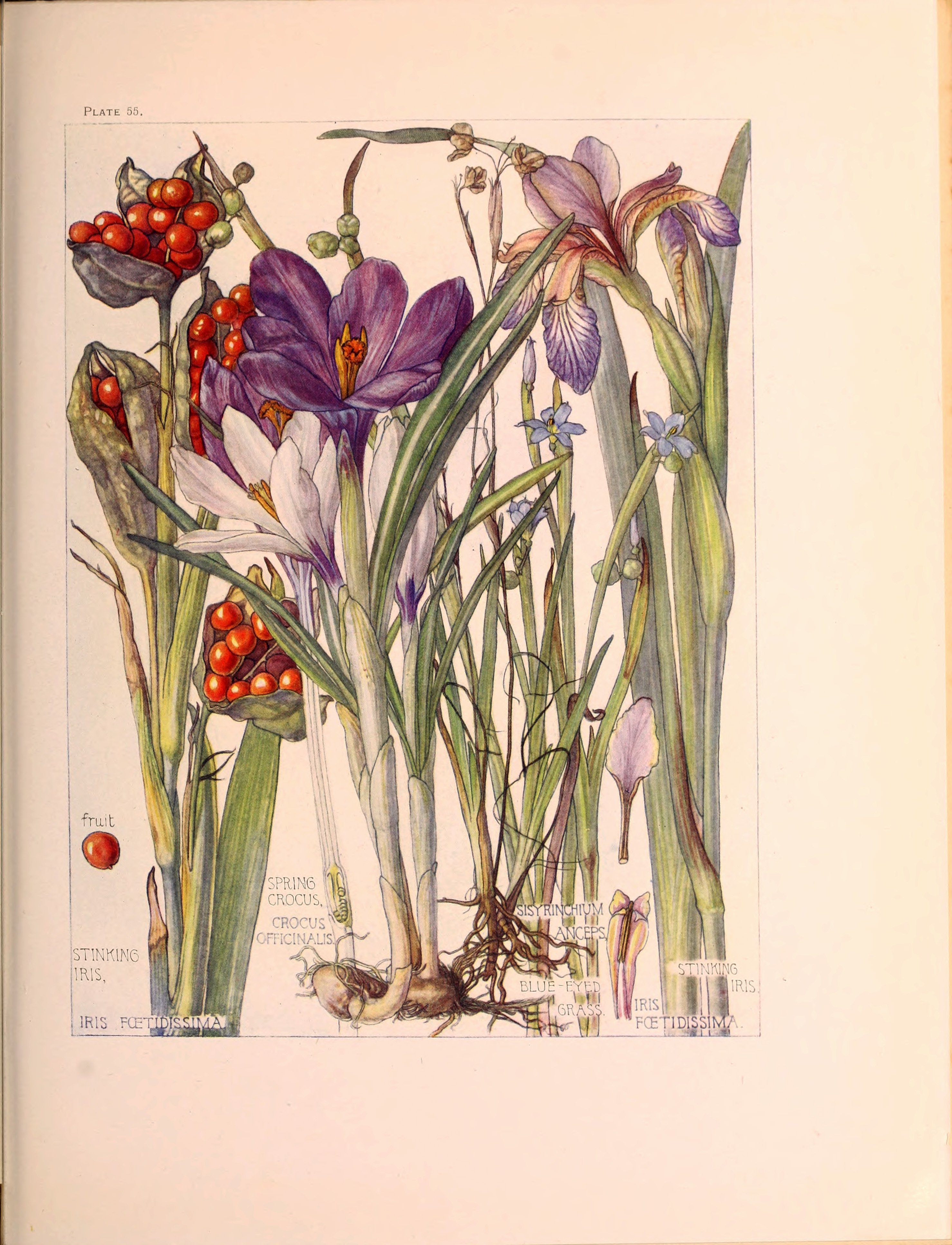 Ботаника авторы. Ботаническое искусство (Botanical Art). Изабел Адамс Ботанические рисунки.