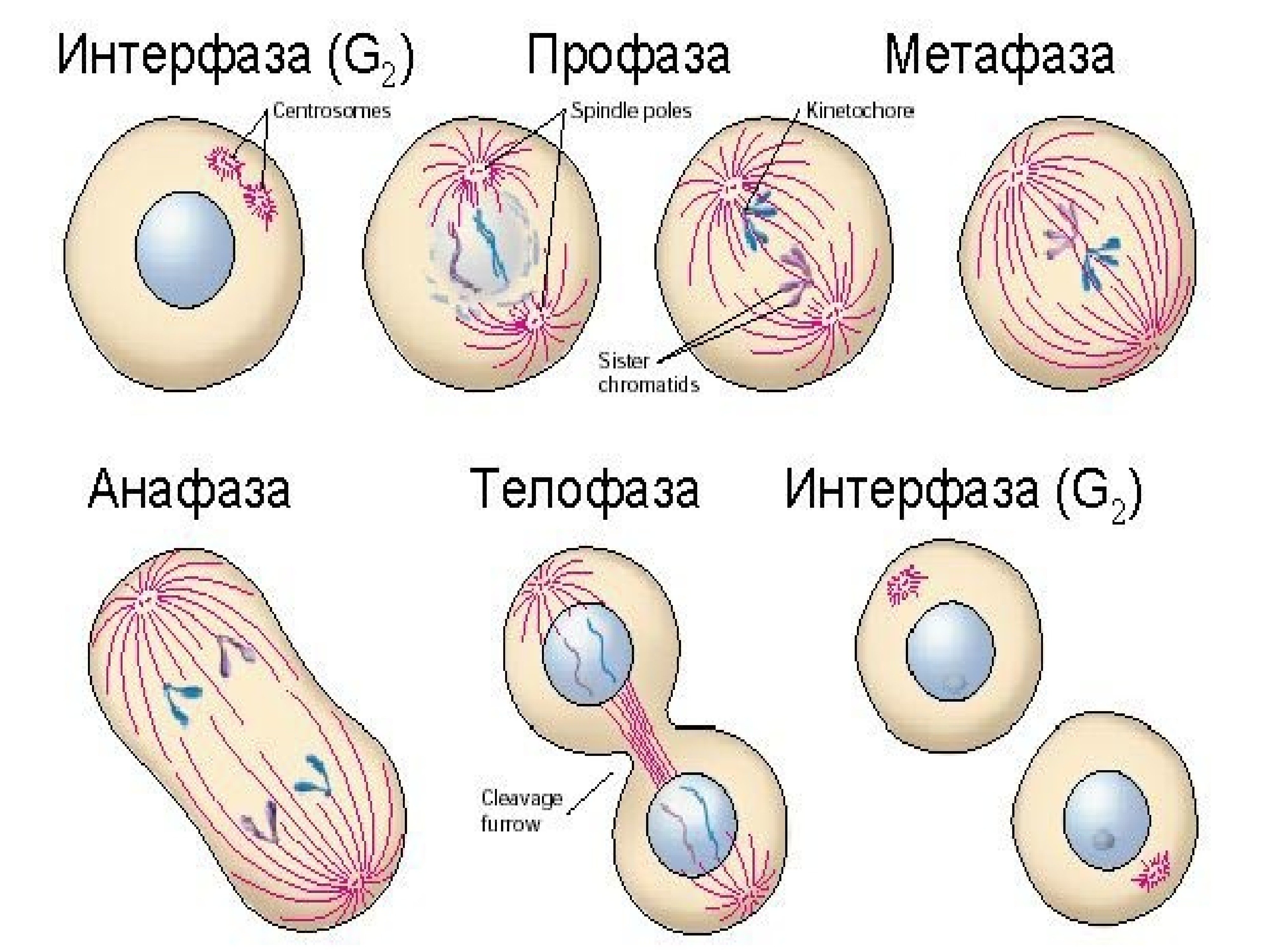 5 фаз деления клетки. Митотическое деление клетки фазы. Фаза деления клетки профаза. Фазы митотического деления клетки. Фазы деления клетки митоз.