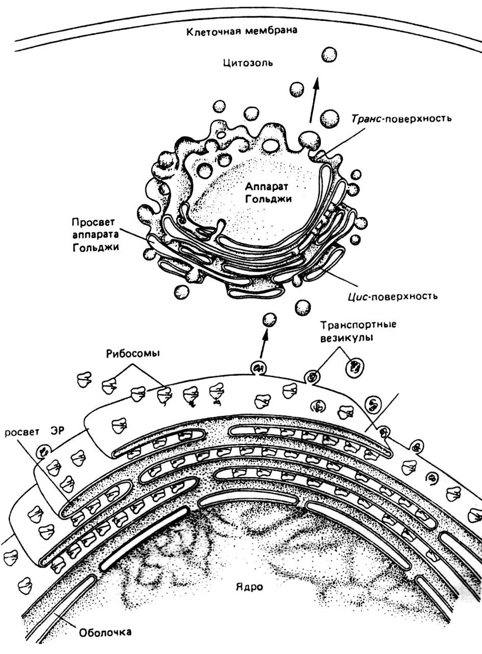 Эндоплазматический ретикулум