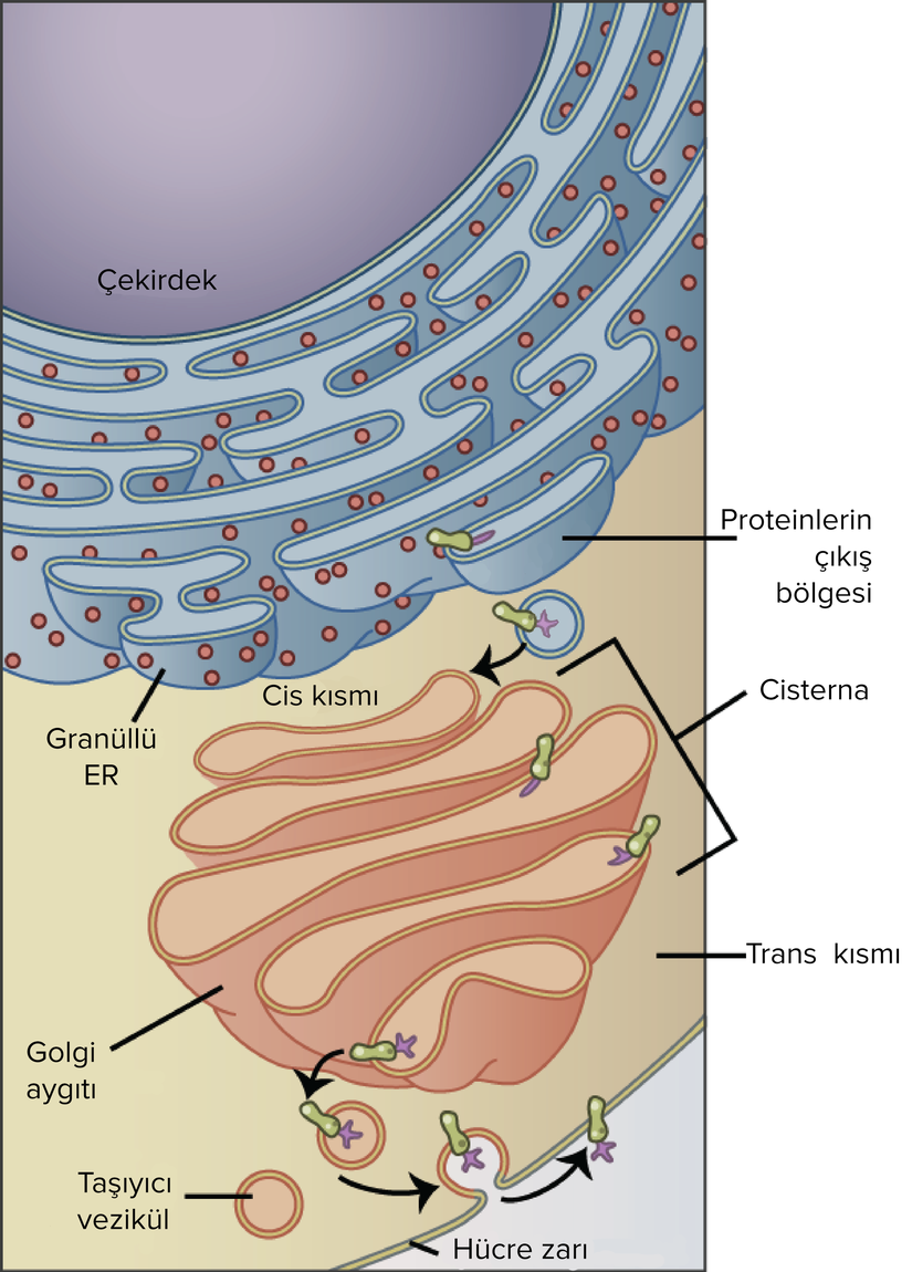 Эндоплазматическая сеть рибосомы комплекс Гольджи