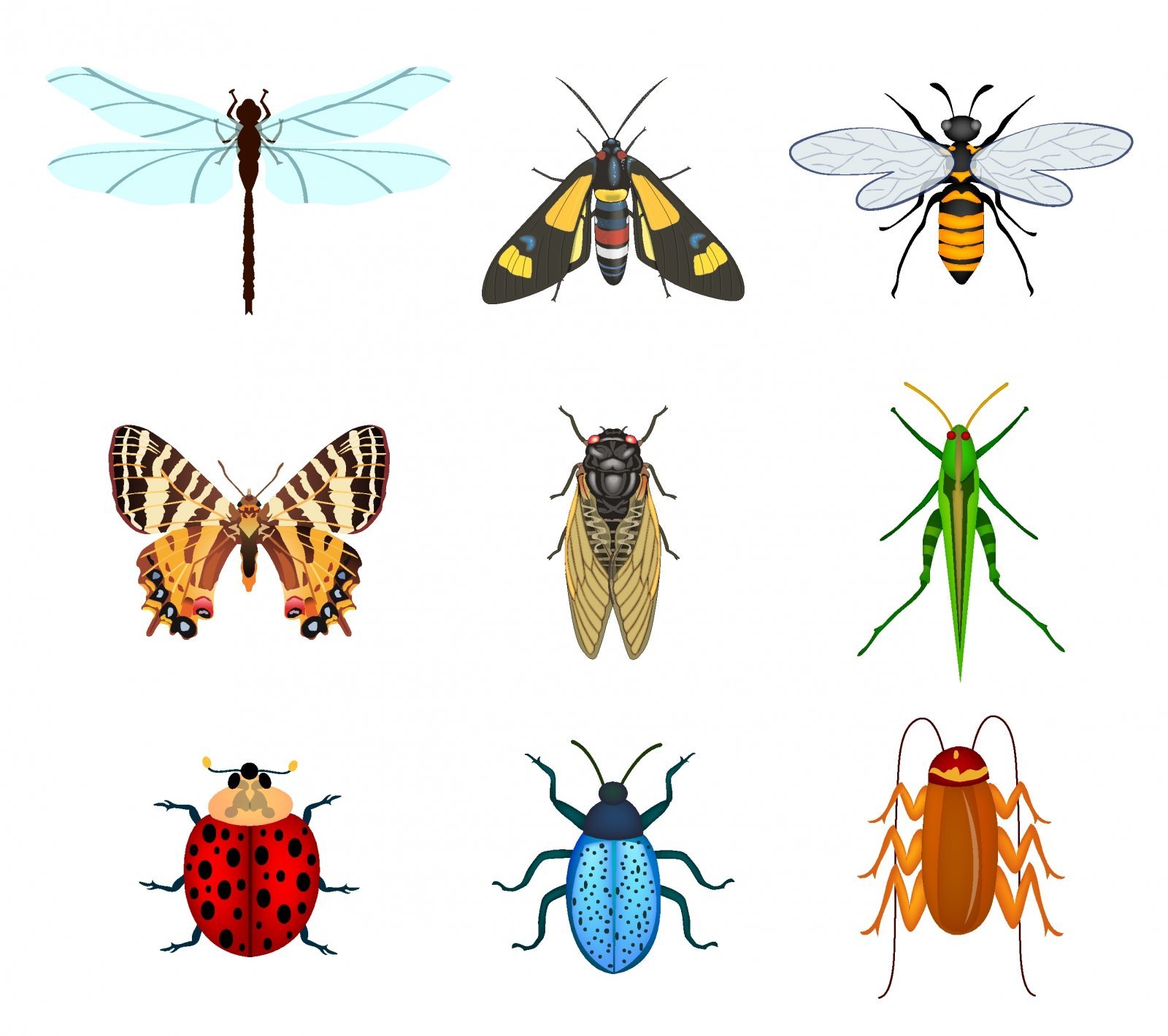 Картинки насекомых для детей цветные. Насекомые для дошкольников. Насекомые рисунок. Цветные насекомые для детей. Изображение насекомых для детей.