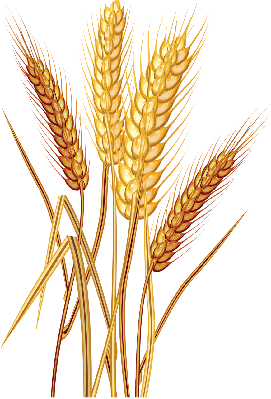 Колоски рожь и пшеница
