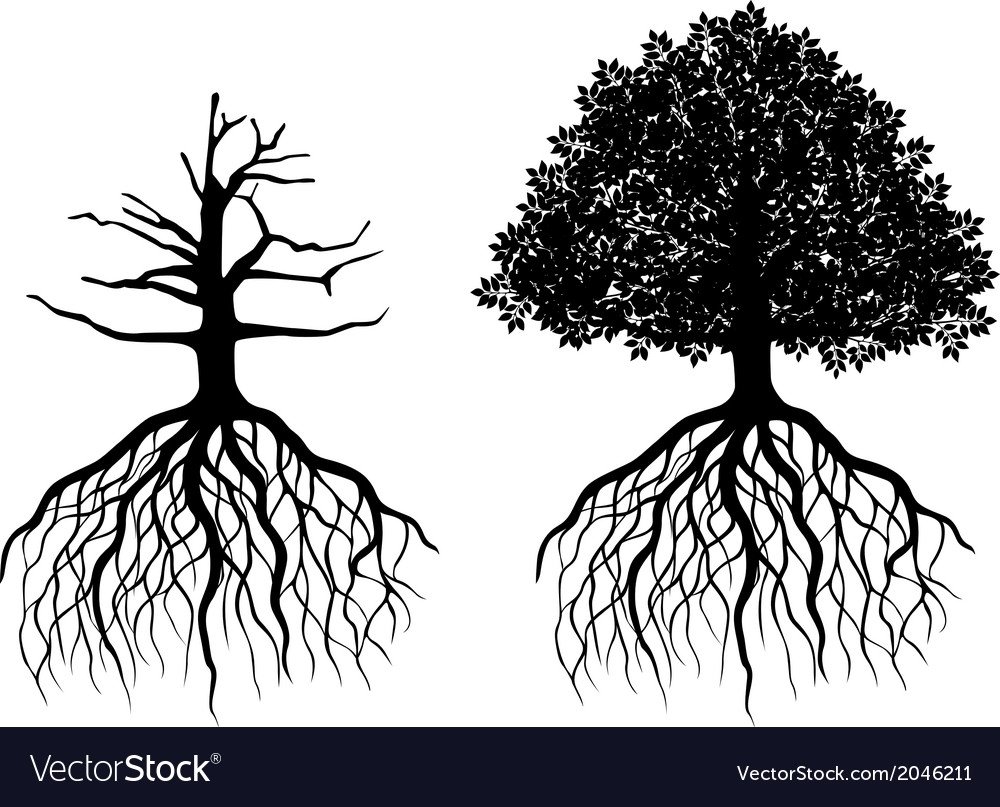 Дерево с корнями на белом фоне