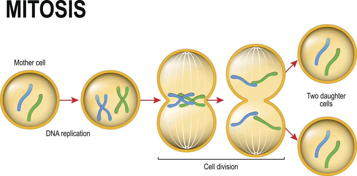 Деление триплоидной клетки. Митоз. Деление клетки. Деление клетки митоз. Модель деления клетки.