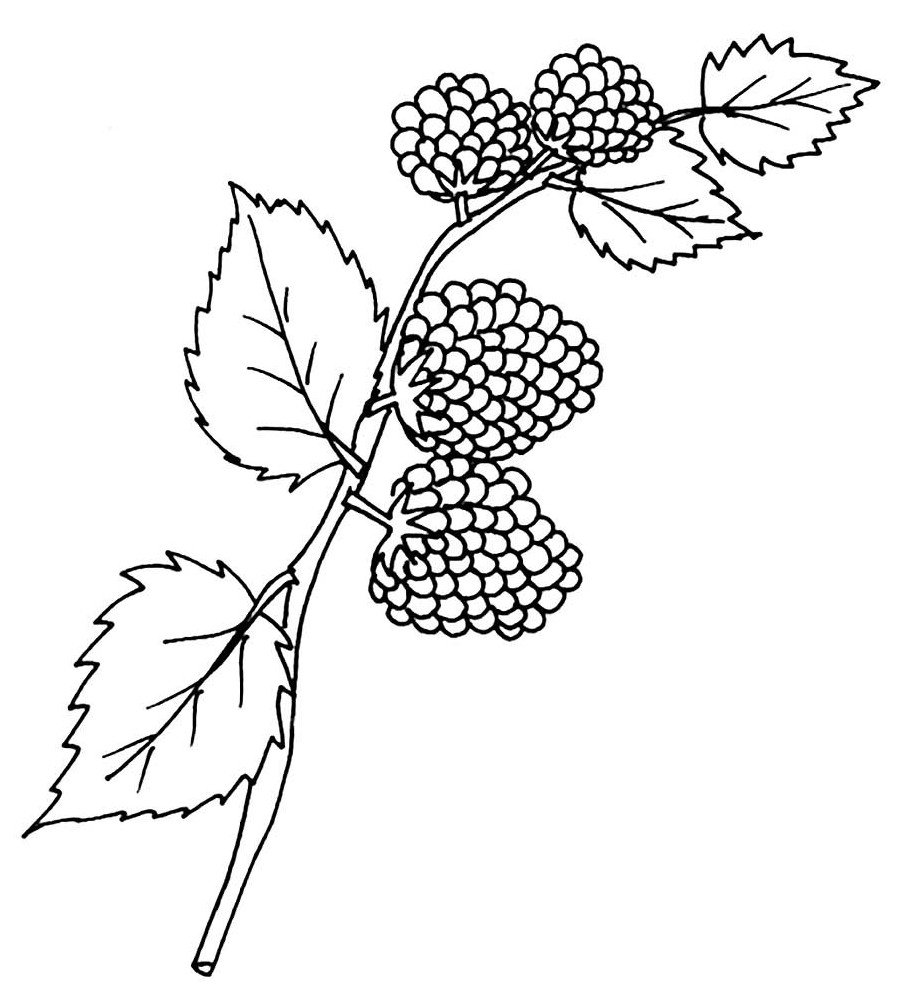 Шелковица Ботаническая иллюстрация
