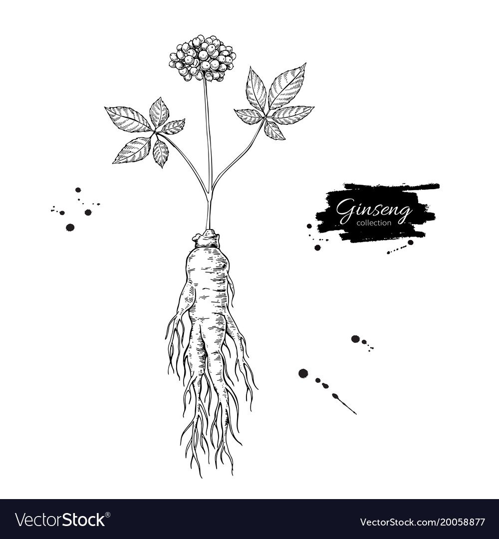 Кардамон Ботаническая иллюстрация