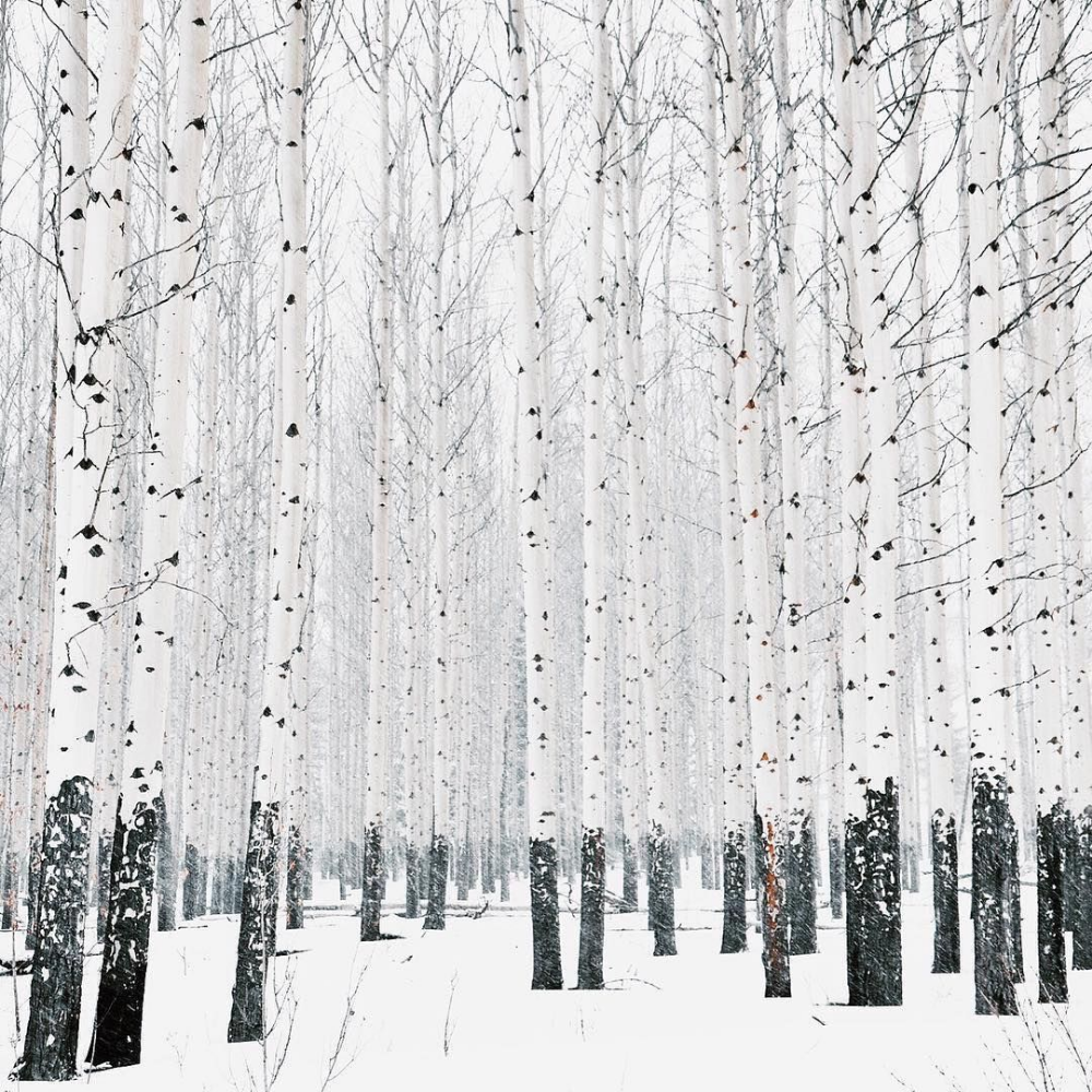 Зимний березовый лес