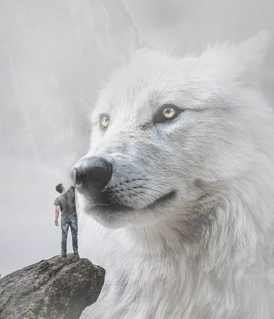 Изображение белого волка