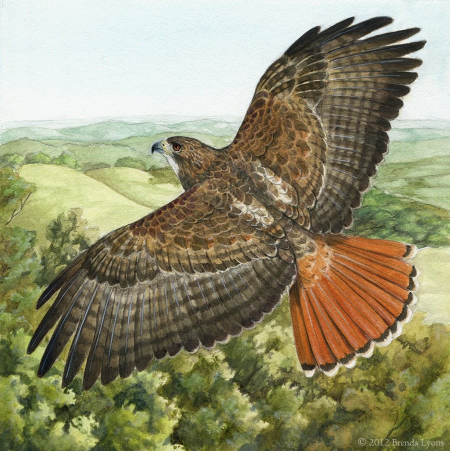 Эскиз орла с расправленными крыльями карандашом
