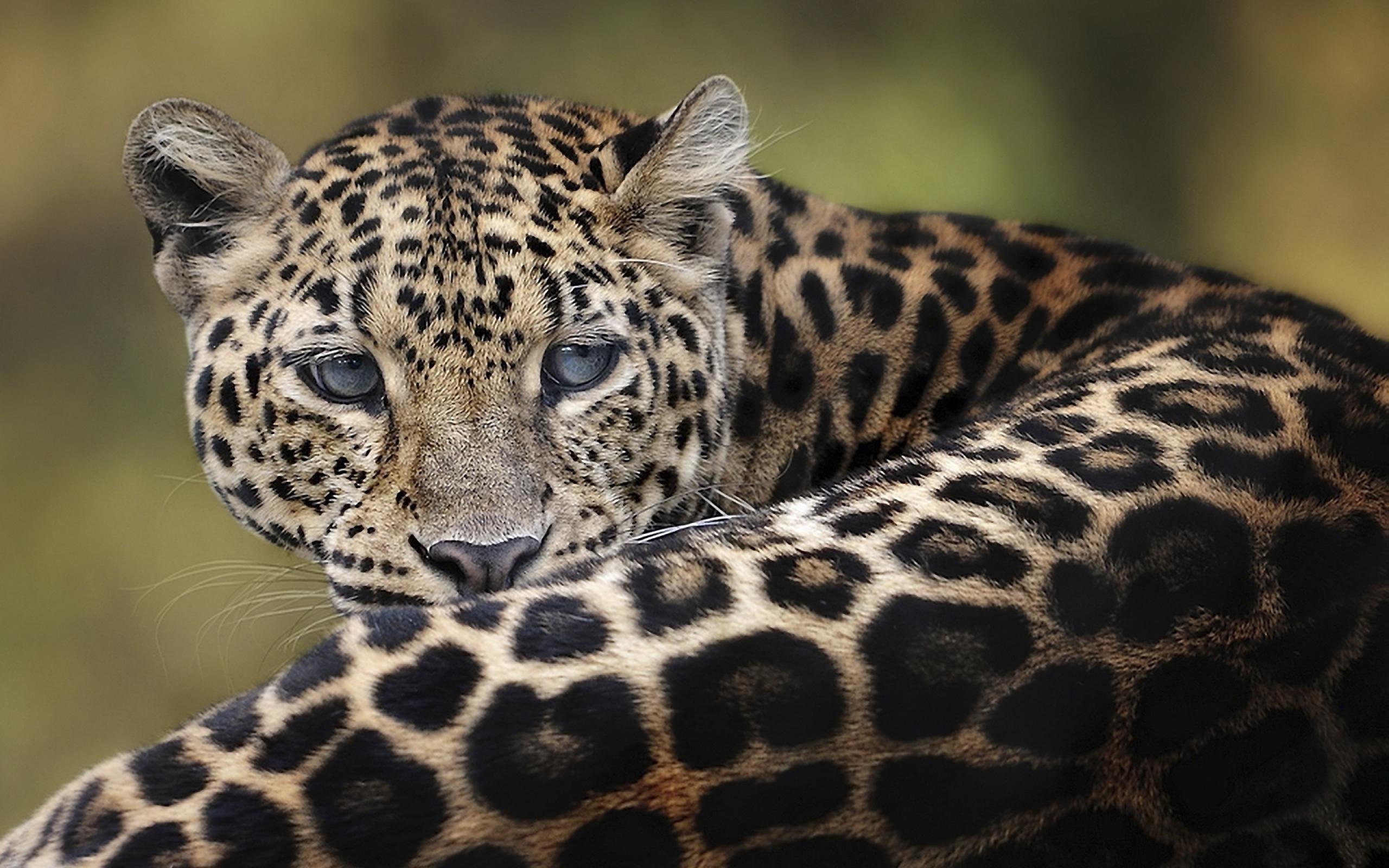 Animals images. Панарский леопард. Берберийский леопард. Переднеазиатский леопард. Цейлонский леопард.