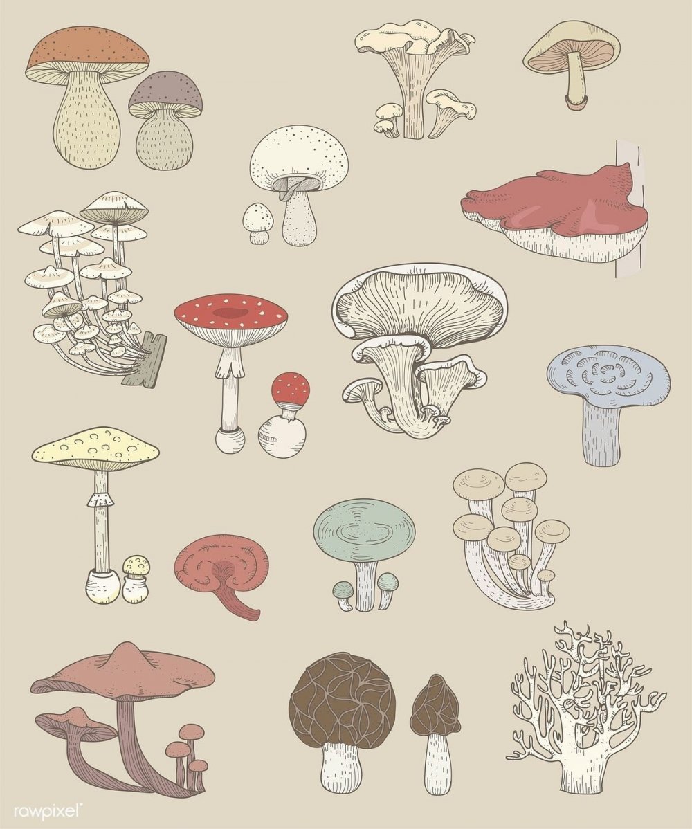 Эстетика грибов нарисованных