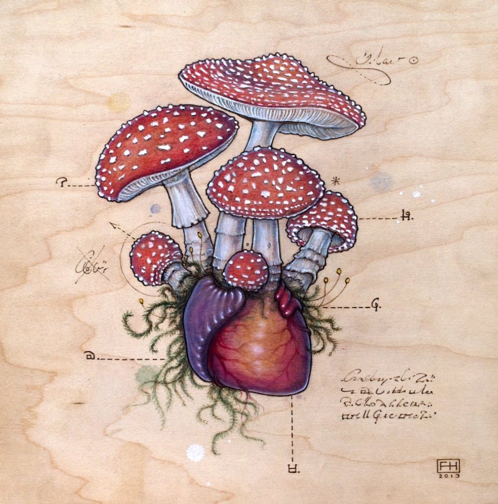 Ботаническая иллюстрация грибы Постер