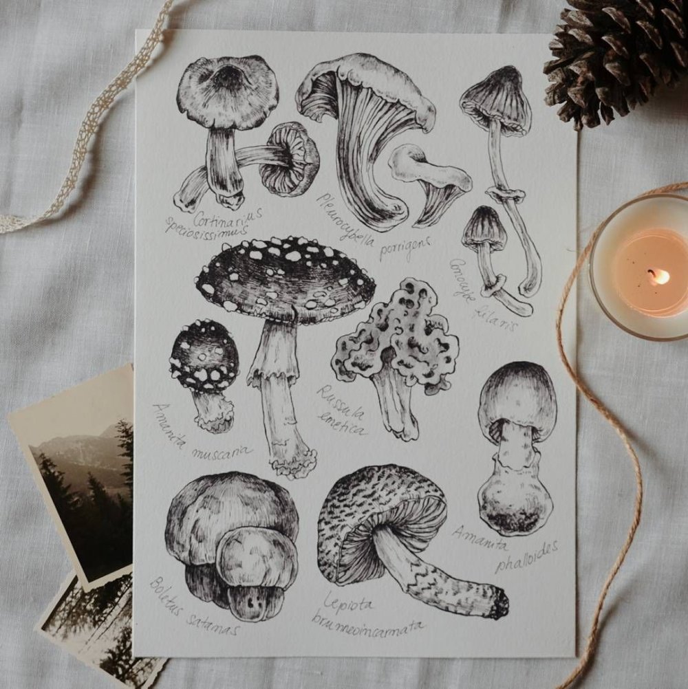Инди КИД рисунки Пинтерест грибы