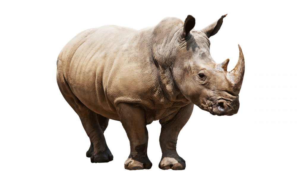 Носорог без фона