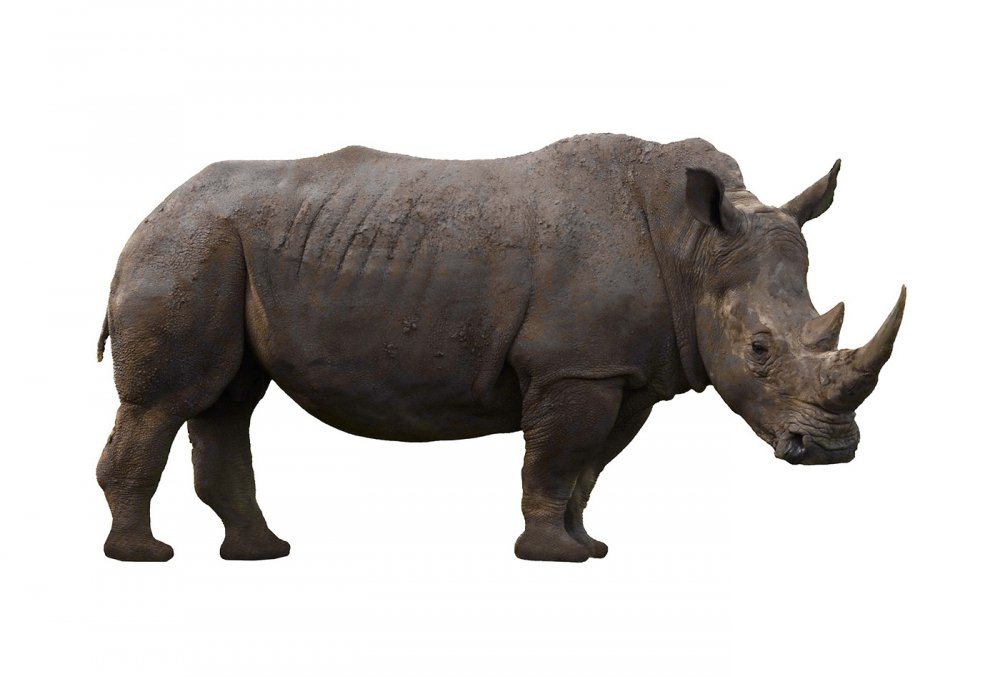 Носорог на белом фоне