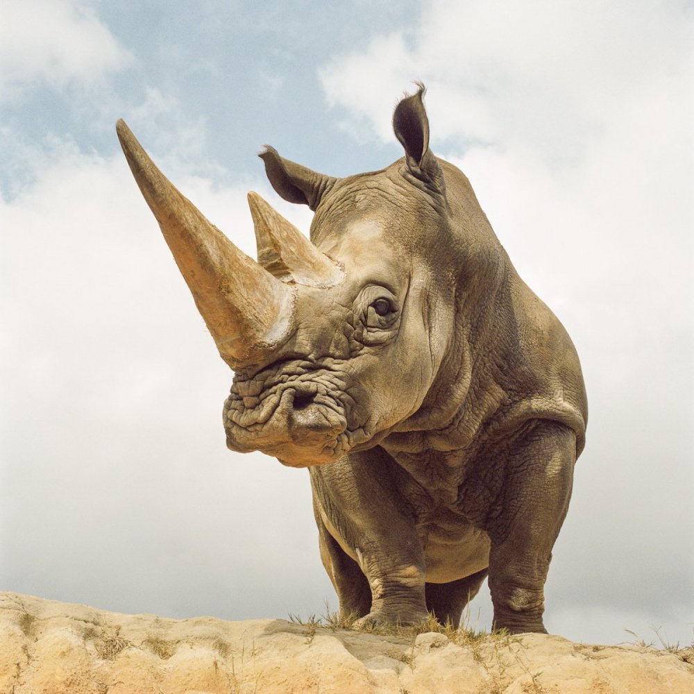 Носорог анфас