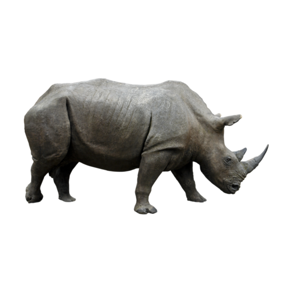 Clipart Rhino gif