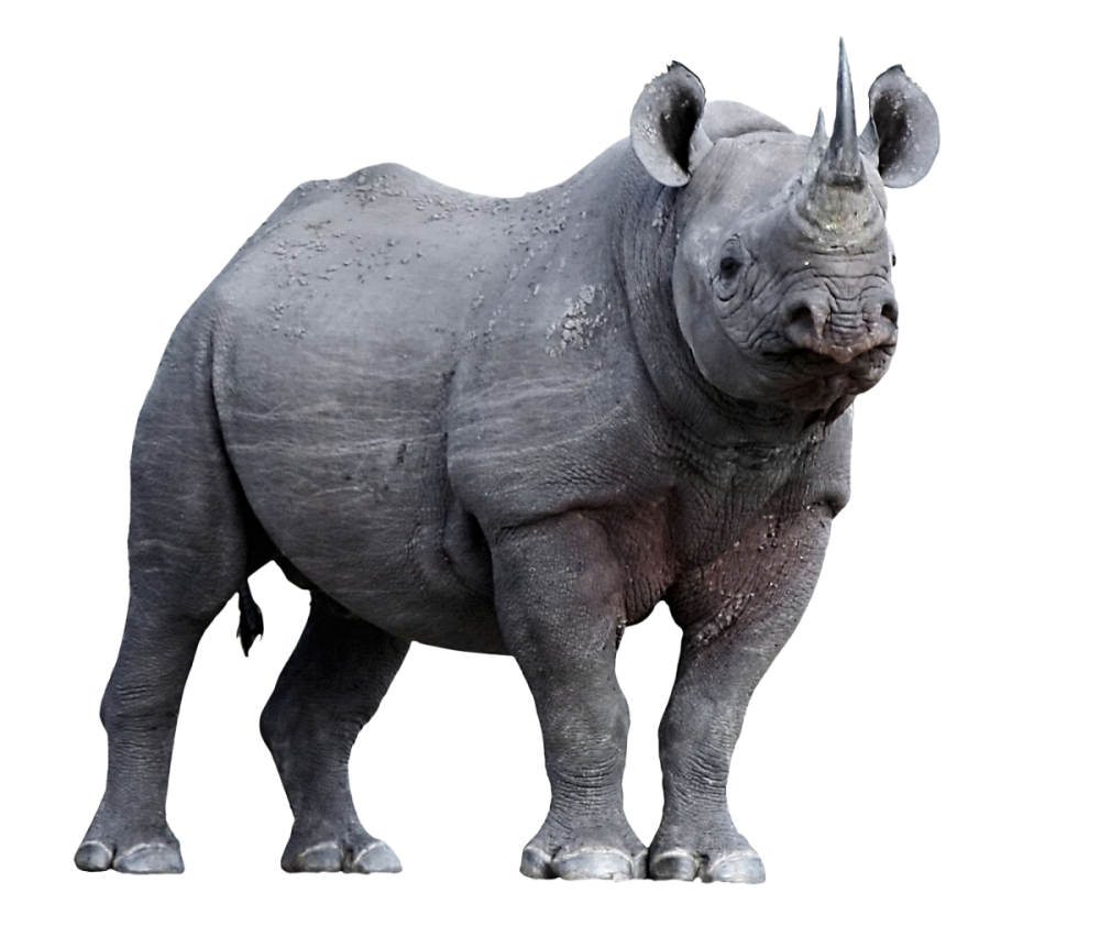 Белый яванский носорог
