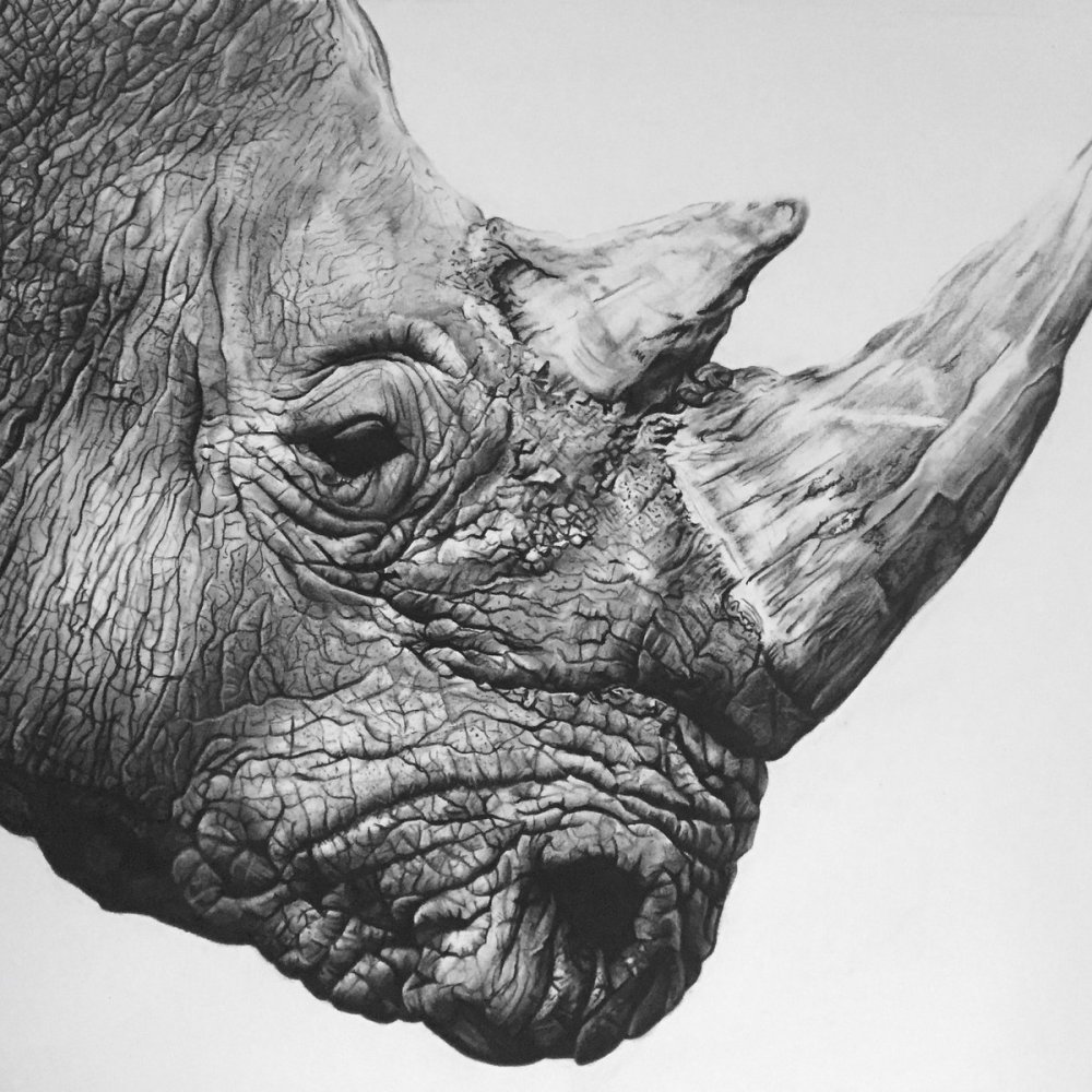Голова носорога эскиз