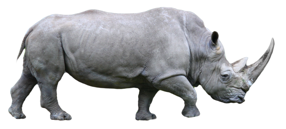 Rinoceronte сбоку