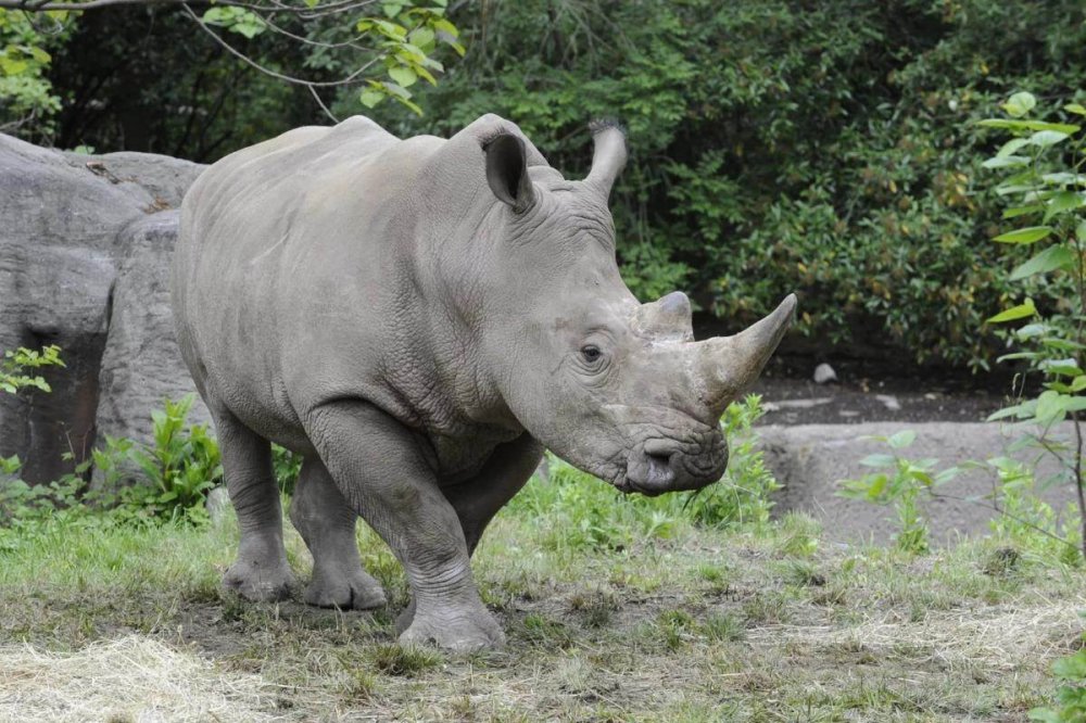 Аннамский носорог