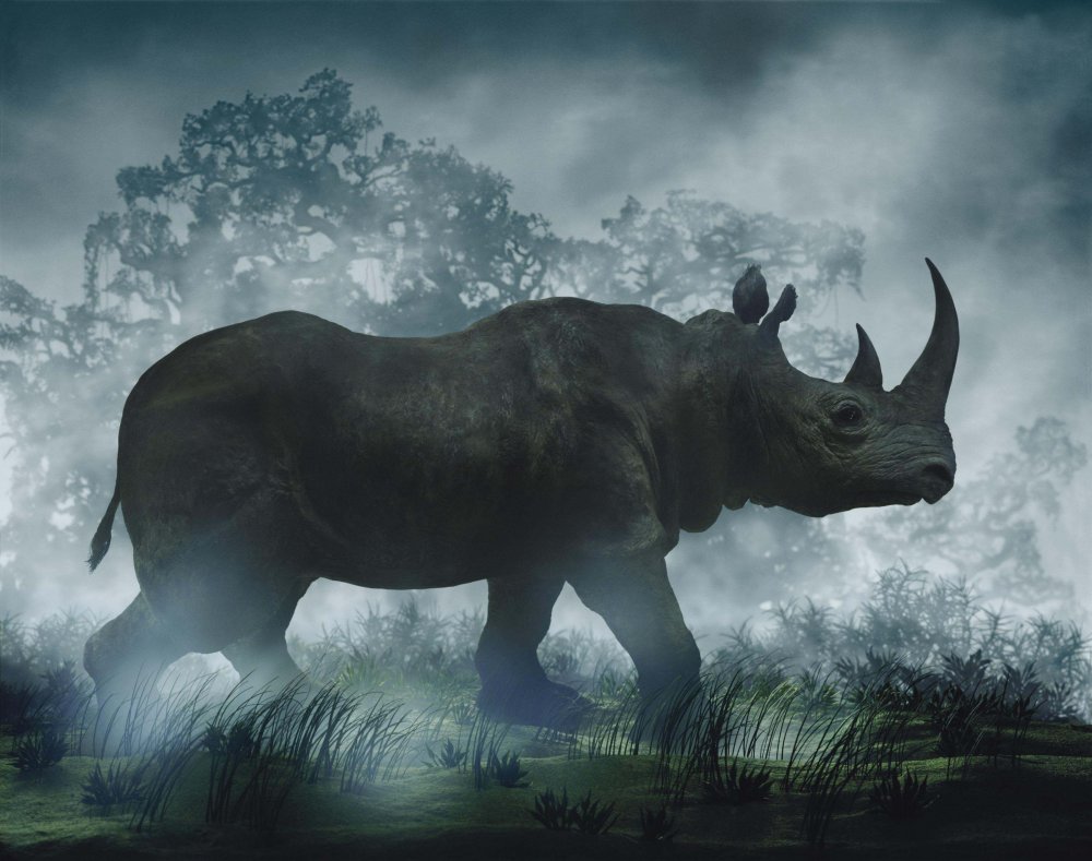 Носорог на красивом фоне