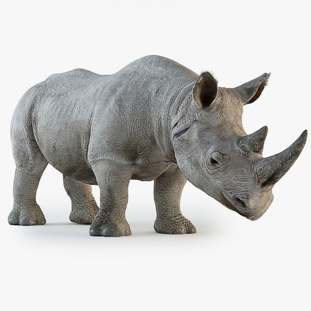 Рокавер носорог