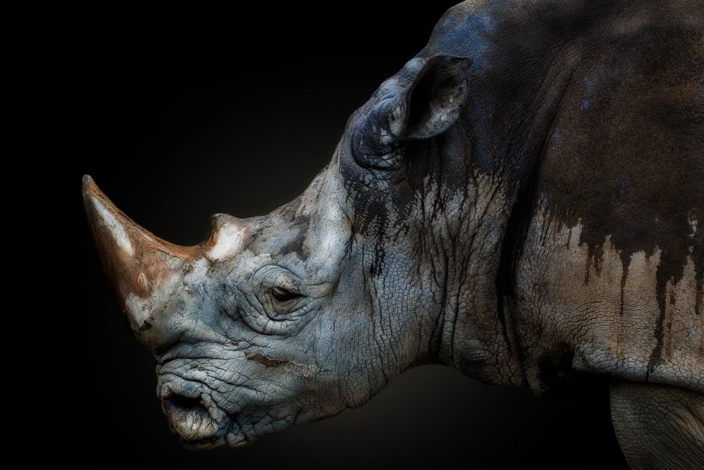 Носорог портрет