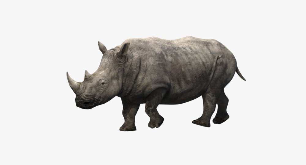Носорог без фона