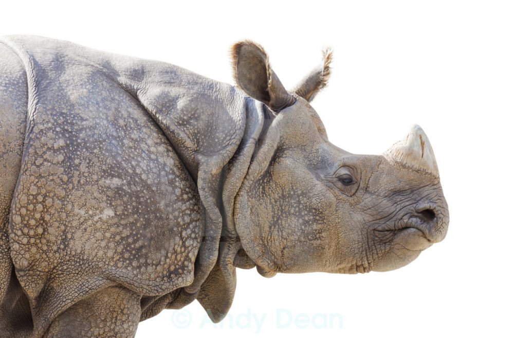 Носорог с профиль фотоклипарт