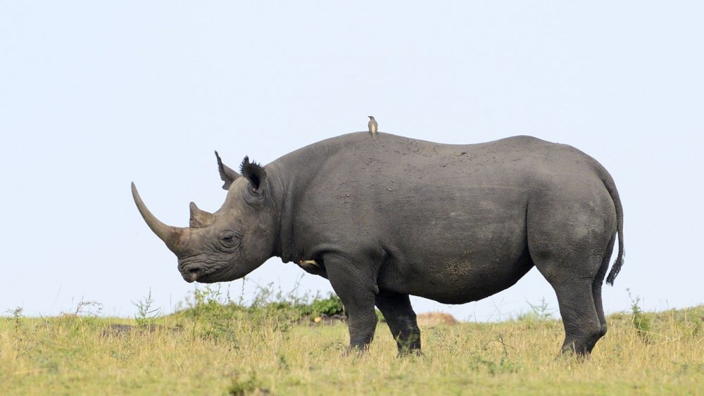 Носорог в профиль