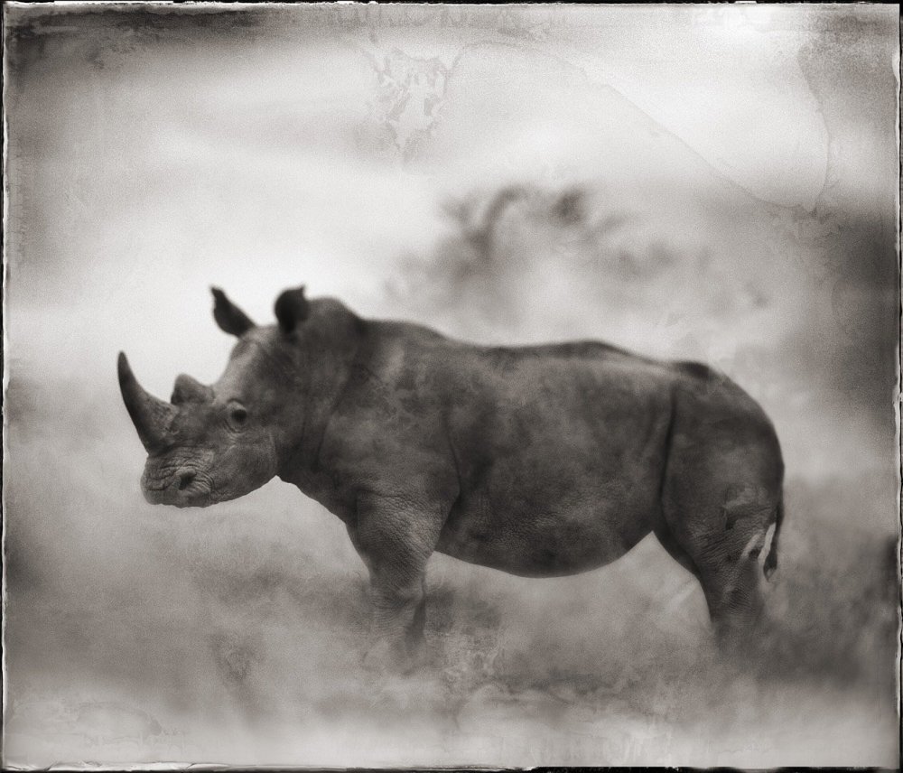 Черно белый снимок носорога