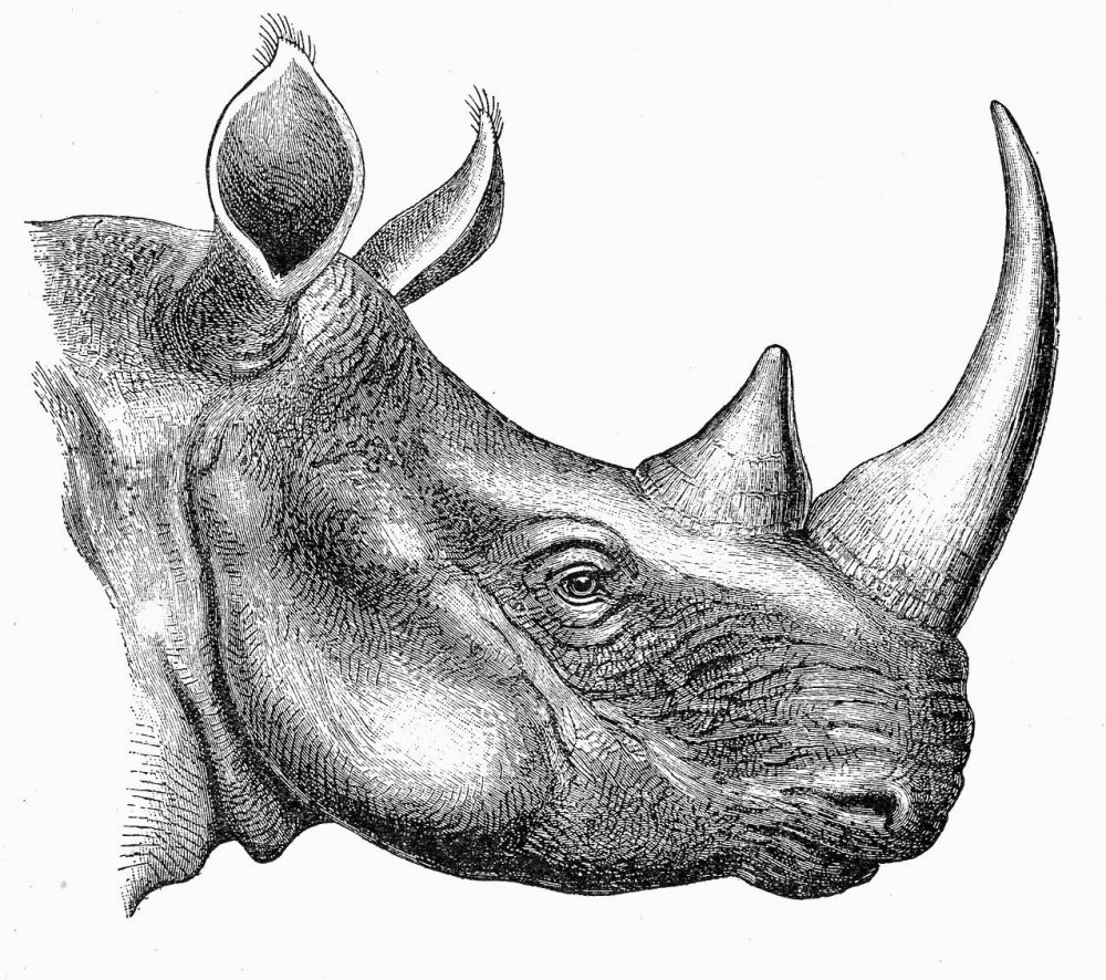 Носорог портрет