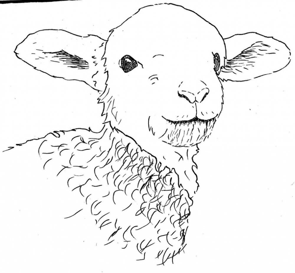 Мультяшные мордочки овечек