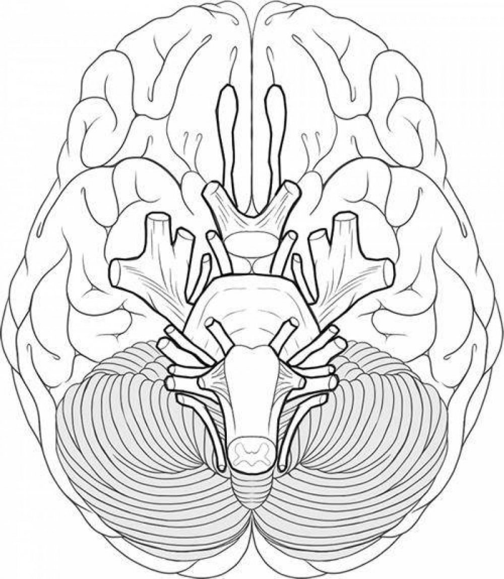 Мозг человека карандашом