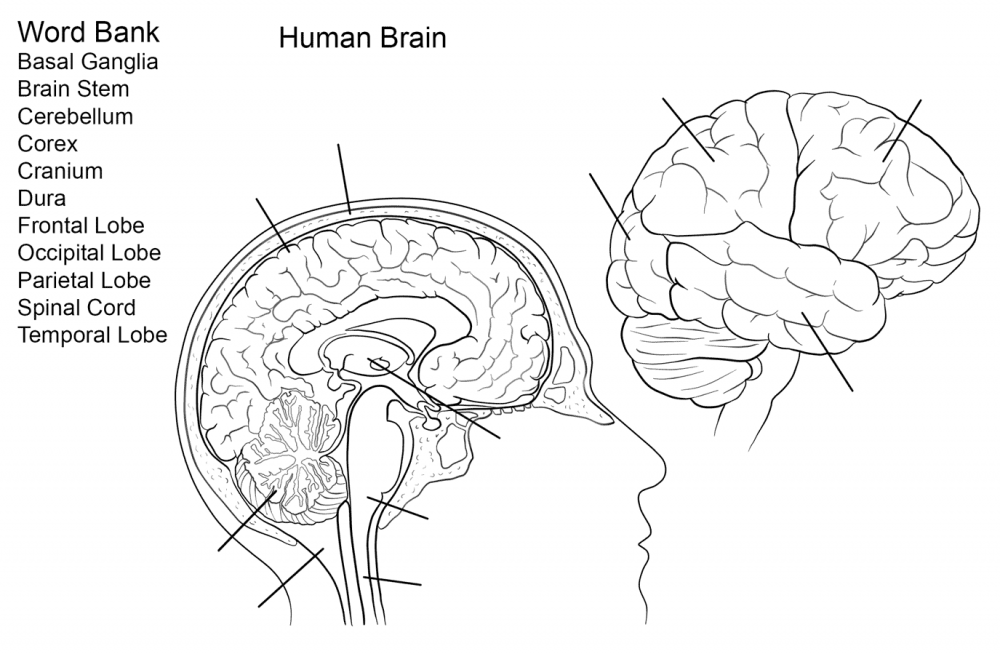 Мозг нарисованный сверху