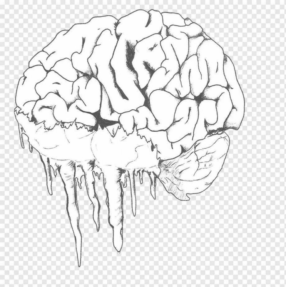 Нервы мозга анатомия