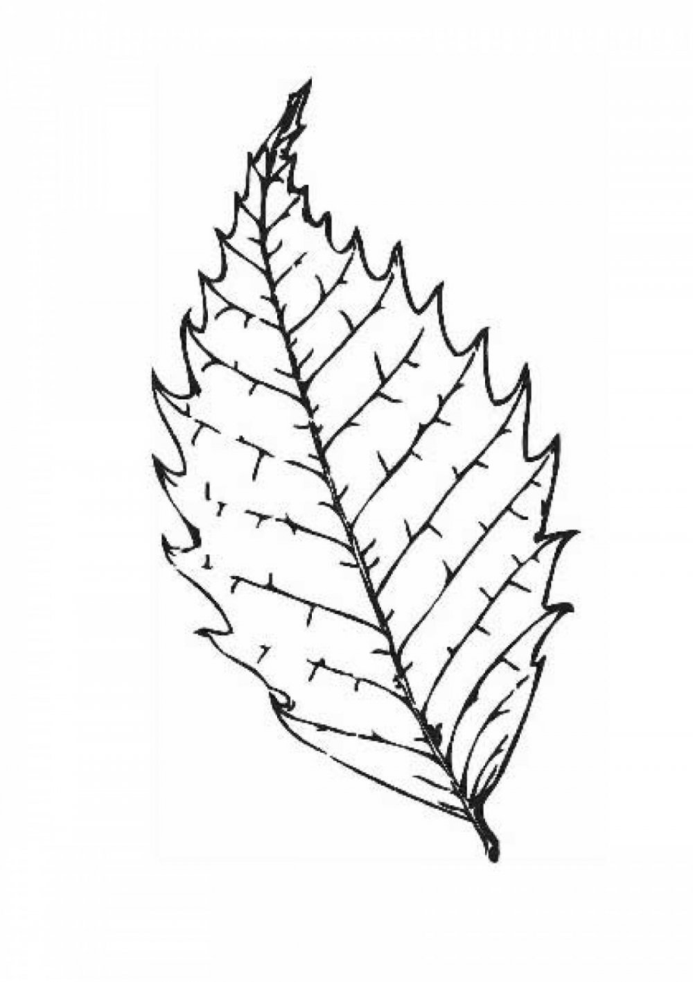 Тропические листья для печати чб